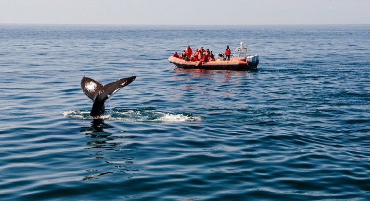 캐나다에서 만나는 고래. ⓒAuthentikcanada (사진=캐나다관광청 제공) photo@newsis.com *재판매 및 DB 금지