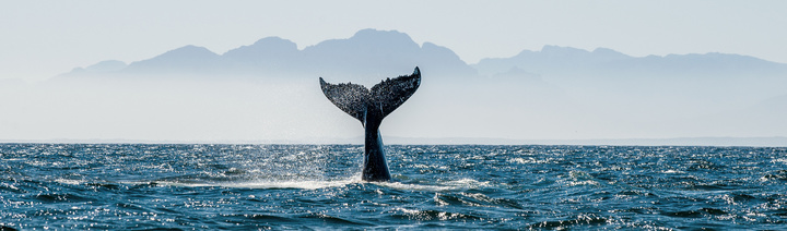 캐나다에서 만나는 고래. ⓒPixabay (사진=캐나다관광청 제공) photo@newsis.com *재판매 및 DB 금지