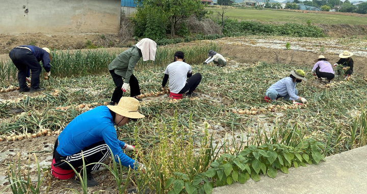 [함평=뉴시스] 전남 함평군 공직자들이 지역 농가에서 농산물 수확작업을 하고 있다. (사진=함평군 제공) photo@newsis.com *재판매 및 DB 금지