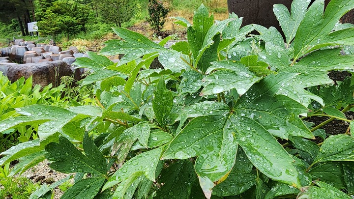 모란 잎에 빗방울이 맺히고 있다. (사진=뉴시스DB) *재판매 및 DB 금지