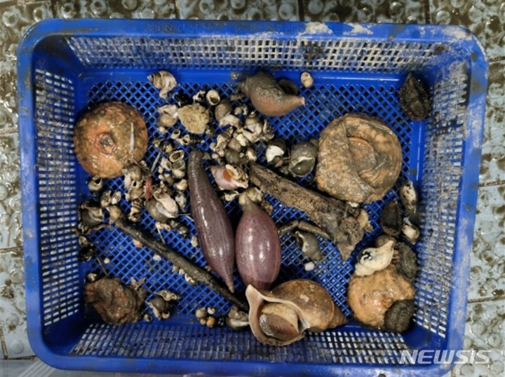 [서울=뉴시스] 심해 해양생물다양성 조사를 통해 발견한 해양무척추동물.