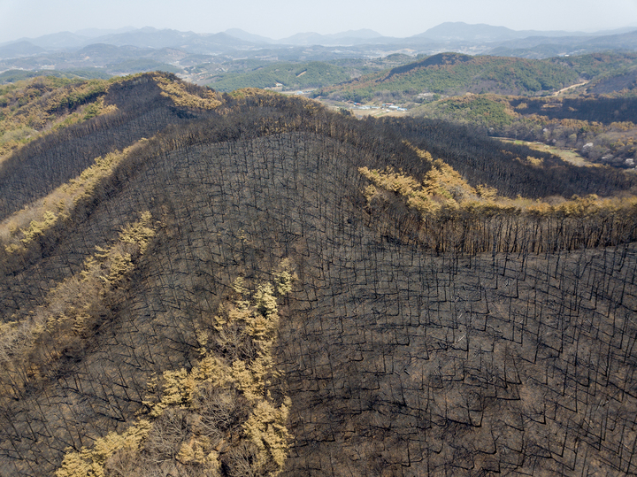 [홍성=뉴시스] 홍성군 서부면 산불 산림피해 현장 모습. *재판매 및 DB 금지