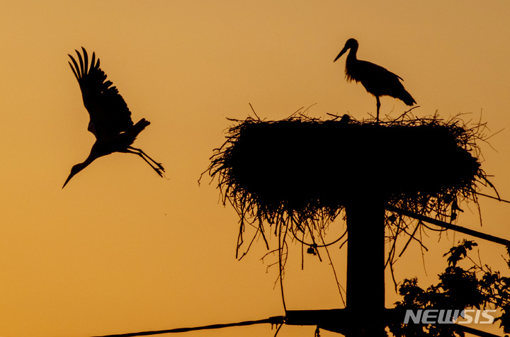 [AP/뉴시스] 31일 독일 프랑크푸르트 인근의 타우누스 지역에서 황새들이 둥지를 틀고 있다. 2023. 05. 31. 