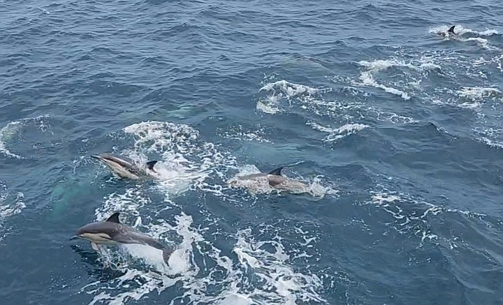 참돌고래 2000마리 눈앞에…울산바다여행선 승객들 호강