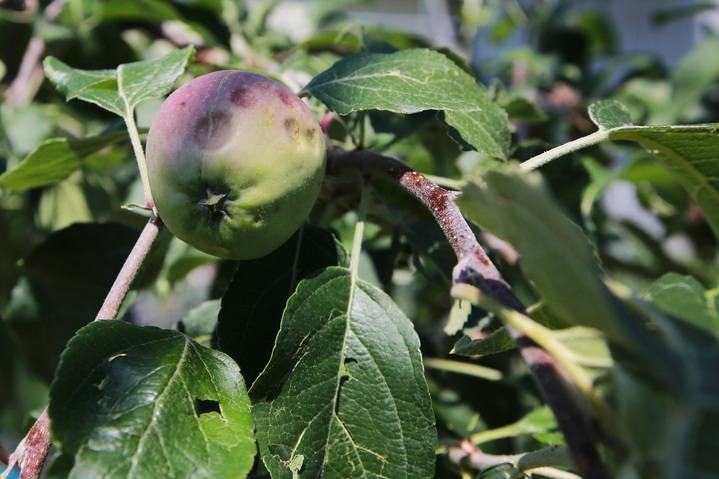 영주시에 내린 우박으로 한 사과농원의 사과가 움푹 패이고, 잎과 가지 등이 찢어져 있다. (사진=영주시 제공) *재판매 및 DB 금지