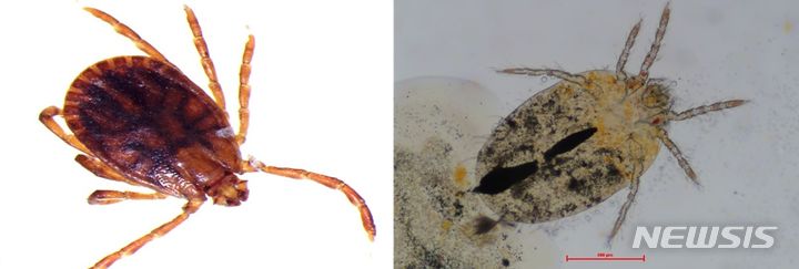 [세종=뉴시스] 작은소참진드기(左)와 털진드기(右). (자료= 국립공원공단 제공)
