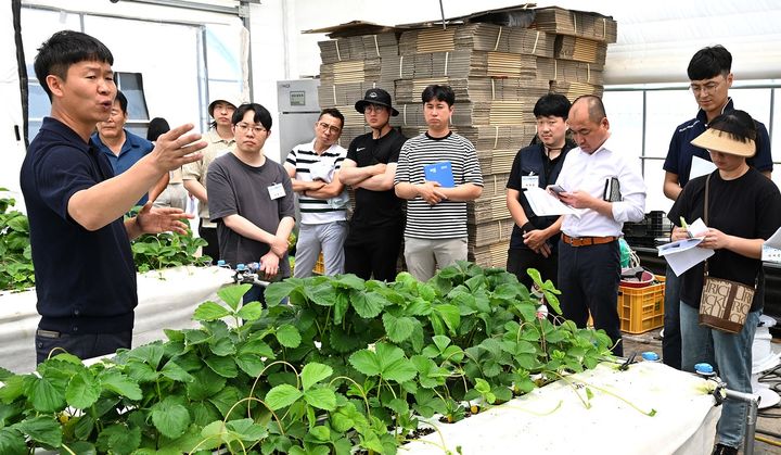 [청주=뉴시스] 이병찬 기자 = 충북 농업기술원의 스마트팜 선진지 견학 프로그램에 참가한 청년농업인과 귀농인들이 15일 진천의 한 딸기 농장을 둘러보고 있다.(사진=충북도 제공) 2023.06.15.photo@newsis.com *재판매 및 DB 금지