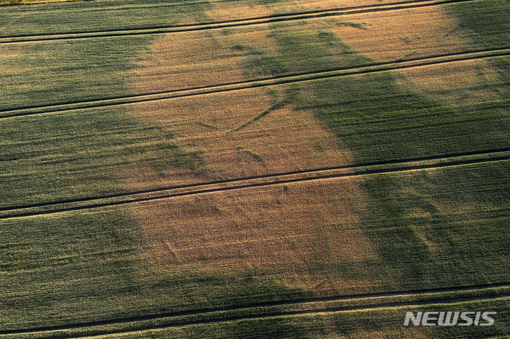[랜더스(덴마크)=AP/뉴시스]덴마크 랜더스 인근의 옥수수 밭이 13일 계속되는 가뭄으로 메말라 있다. 여름은 남유럽에서 산불이 빈발하는 계절이지만, 올 여름은 북유럽과 발트해 연안 국가 전역에 산불 경보가 발효되는 등 유럽 북부도 위험에 처했다. 비가 내리지 않고 기온이 상승하면서이 건조 상태가 위험할 정도로 높아져 스웨덴 전역을 산불이 휩쓸었던 2018년 여름이 재연될 것이란 우려가 높아지고 있다. 2023.06.16.