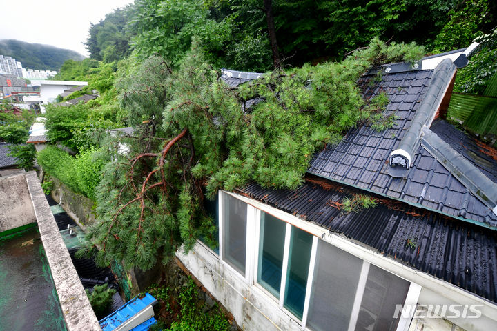 [광주=뉴시스] 이영주 기자 = 28일 오전 광주 동구 소태동 한 사찰 지붕 위로 폭우에 못이긴 소나무가 쓰러져있다. 2023.06.28. leeyj2578@newsis.com