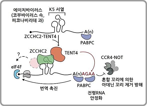 [대전=뉴시스] RNA 스크리닝으로 찾은 K5 서열의 작용 메커니즘. K5는 ZCCHC2 단백질과 TENT4 단백질로 이뤄진 혼합꼬리 형성 복합체에 결합할 수 있는 특성을 갖는다. ZCCHC2-TENT4 혼합꼬리 형성 복합체가 K5 RNA에 결합하게 되면 복합체 안에 있는 TENT4 단백질에 의해 바이러스의 아데닌 꼬리(polyA tail) 부분에 혼합꼬리를 형성하고 혼합꼬리로 인해 RNA의 안정성이 높아지게 되고 단백질 형성을 촉진한다. *재판매 및 DB 금지