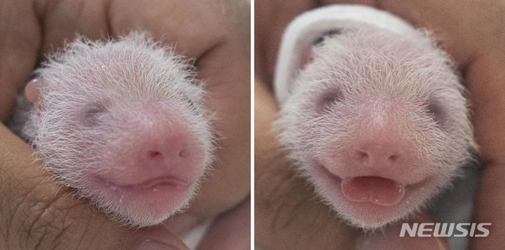 건강검진을 받는 쌍둥이 판다. 왼쪽이 첫째다.