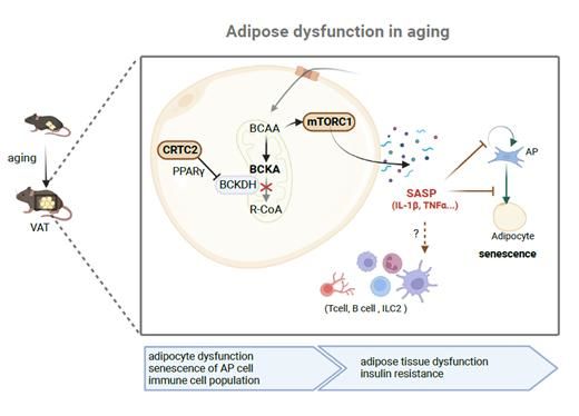 본 연구의 결과를 요약하는 모식도로서, CRTC2의 발현은 노화에 의해 증가되며, 이는 BCAA 이화작용의 억제 및 mTORC1 활성 증가를 통한 세포노화를 촉진함. 그 결과 TNFα 및 IL-1β 등 SASP 분비 증가를 통한 지방전구세포의 활성 감소 및 노화에 따른 지방세포 기능 저하에 따른 대사 질환을 유발하게 됨을 최초로 밝힘. (사진=고려대 제공) *재판매 및 DB 금지