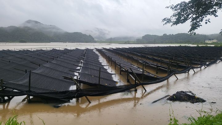 [괴산=뉴시스] 침수된 인삼밭. (사진=괴산군 제공) photo@newsis.com *재판매 및 DB 금지