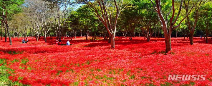 영광 불갑산 상사화 군락지. (사진=영광군 제공) photo@newsis.com