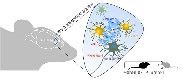 [서울=뉴시스] 뇌 전전두엽에 존재하는 한 세포가 인간의 '경쟁심'을 유발하는 핵심 요인이라는 연구 결과가 나왔다. 사진은 생쥐를 통한 실험 관련 그림. (사진제공=서울대학교) 2023.08.10. photo@newsis.com *재판매 및 DB 금지