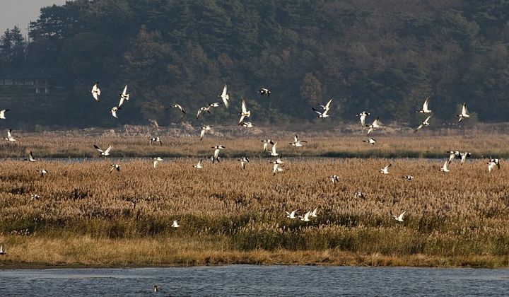 군산시, 4억 투입 철새 먹이·휴식공간 제공한다