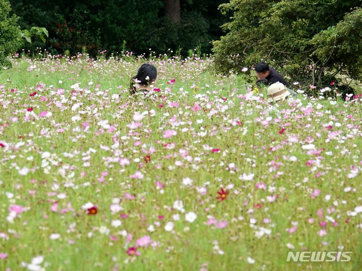 [제주=뉴시스] 오영재 기자 = 10일 오전 제주시 애월읍 항파두리 항몽유적지 내 코스모스 꽃밭에서 방문객들이 즐거운 시간을 보내고 있다. 2023.09.10. oyj4343@newsis.com