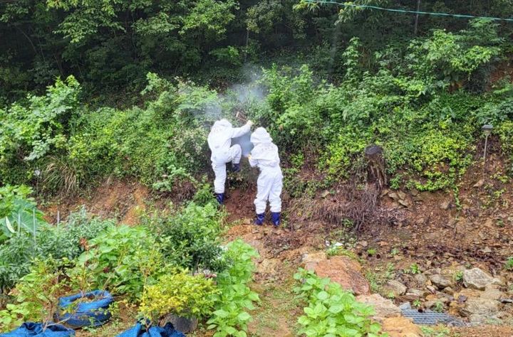 [고성(경남)=뉴시스] 신정철 기자= 고성소방서의 벌집 제거 모습.(사진=고성소방서 제공).2023.09.11. photo@newsis.com *재판매 및 DB 금지