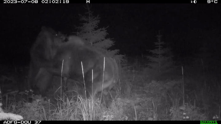 올 여름 미국 알래스카의 글레시어 베이 국립공원에서 곰과 늑대가 어미와 새끼 무스 2마리를 동시에 공격하는 영상이 최근 공개됐다. 출처 @Southeast Alaska *재판매 및 DB 금지