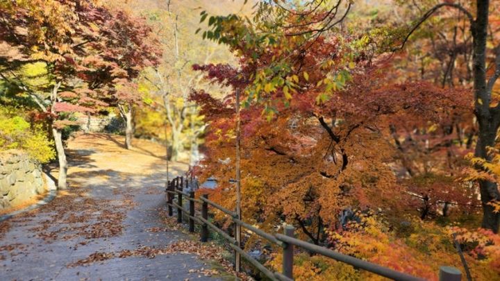 [광주=뉴시스] 구길용 기자 = 화순군은 15일 전남도가 선정한 '가을철 걷고 싶은 숲길'에 '모후산 단풍 숲길'이 대상으로 선정됐다고 밝혔다. (사진=화순군 제공). 2023.09.15. photo@newsis.com *재판매 및 DB 금지