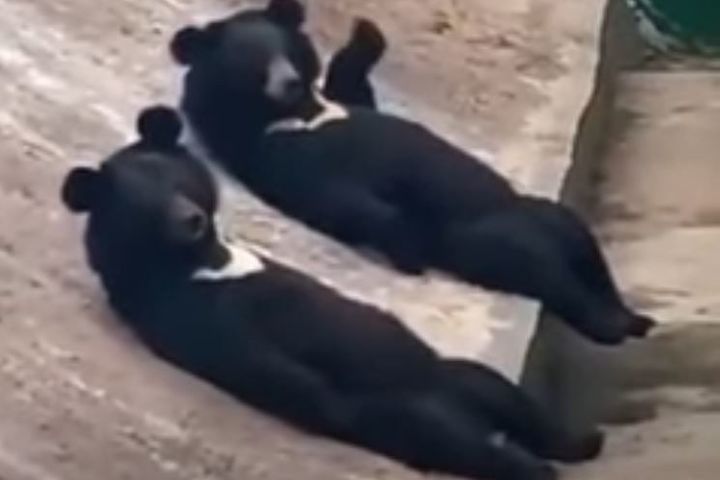 중국의 동물원에서 반달 곰 두 마리가 콘크리트 바닥에 등을 대고 사람처럼 나란히 누워 앞발을 들어 인사하는 듯한 영상이 공개돼 사람이 곰 분장을 한 것 같다는 의혹이 나오고 있다. 출처 : @7890 xmoon *재판매 및 DB 금지