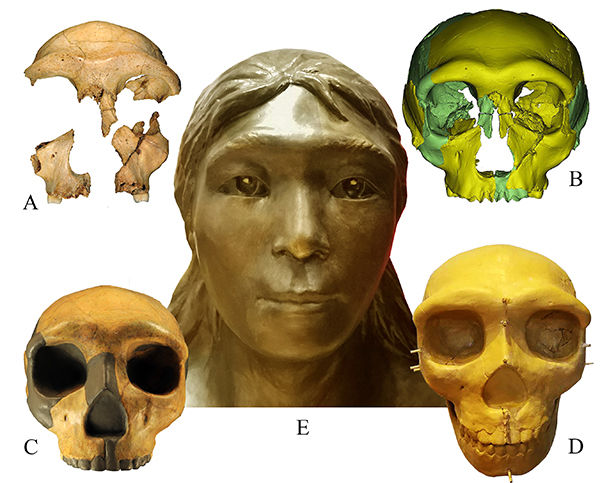 중국 동부 안후이성 화룡동 동굴에서 발견된 두개골 복원도. (사진=베이징 고생물학연구소) *재판매 및 DB 금지