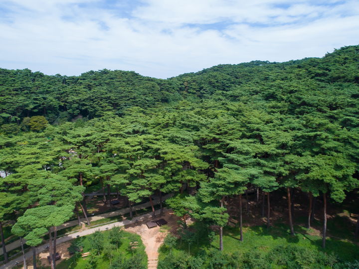 [대전=뉴시스] 100대 명품숲에 선정된 안면도 승언리 소나무숲.(사진=산림청 제공) *재판매 및 DB 금지