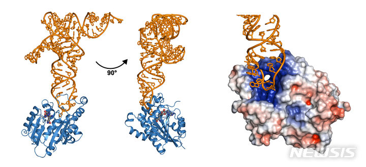 [광주=뉴시스]효소 CmoM과 기질 tRNA 복합체 구조