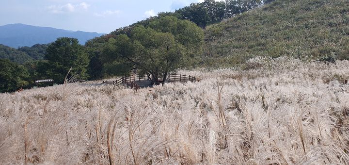 포천 산정호수 명성산 억새꽃 *재판매 및 DB 금지