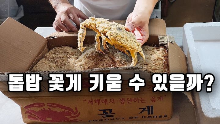 유튜버 '해수인tv'는 지난달 28일 자신의 유튜브 채널에 '인터넷으로 주문한 톱밥 꽃게 키우기 도전합니다!'라는 제목의 영상을 게재했다.(사진=유튜브 캡처) *재판매 및 DB 금지