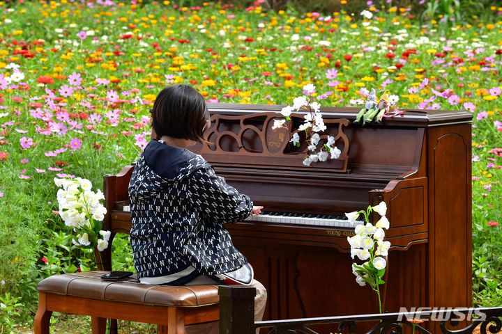 [장성=뉴시스] 이창우 기자=장성 황룡강 백일홍 꽃밭에서 한 소녀가 피아노를 연주하고 있다. (사진=장성군 제공) 2023.10.09. photo@newsis.com