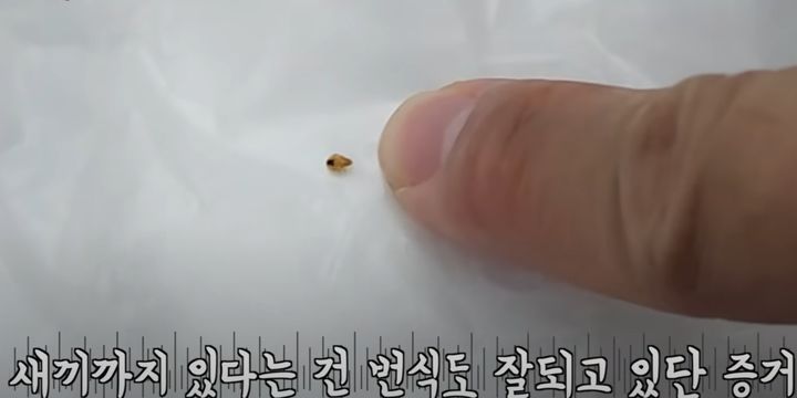 생물 전문 유튜버 다흑은 지난 11일 인천의 한 사우나를 방문해 빈대 여러 마리를 잡은 영상을 올렸다. 사진은 다흑이 현장에서 잡은 새끼 빈대의 모습.(사진 : 다흑 유튜브 채널 영상 캡처) *재판매 및 DB 금지
