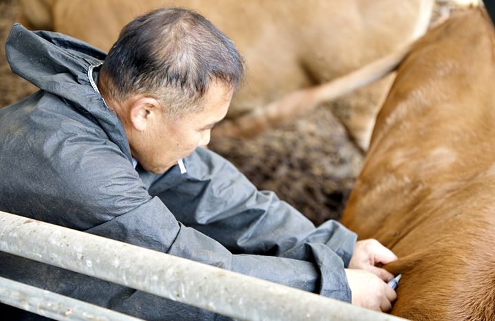 [증평=뉴시스] 강신욱 기자 = 충북 증평군은 인근 지역에서 소 가축전염병인 럼피스킨병이 발생한 것과 관련해 24일 소에 예방 백신을 접종하고 있다. (사진=증평군 제공) 2023.10.24. photo@newsis.com *재판매 및 DB 금지