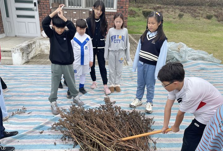 [증평=뉴시스] 도안초등학교 들깨 털기 행사. (사진=괴산증평교육지원청 제공) photo@newsis.com *재판매 및 DB 금지