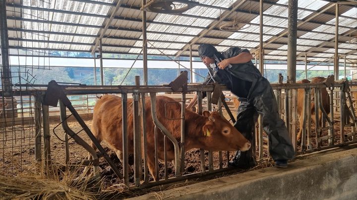 [정읍=뉴시스] 정읍지역 한 축산농가에서 사육 중인 소에 럼피스킨병 백신을 접종하고 있다. *재판매 및 DB 금지
