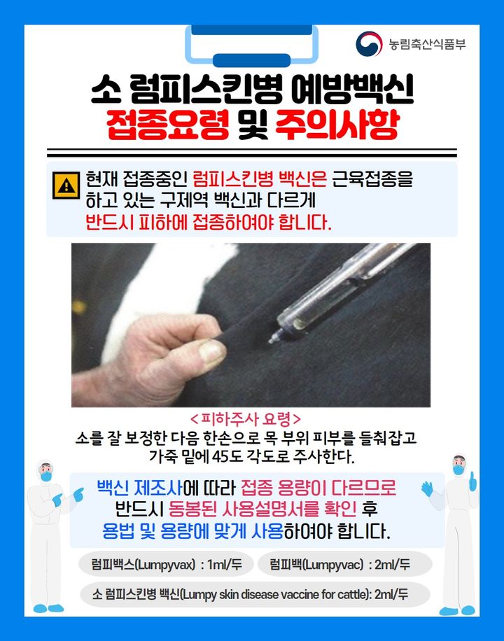 [안동=.뉴시스] 소 럼피스킨병 예방백신 접종요령 및 주의사항 포스터. (경북도 제공) 2023.10.31 *재판매 및 DB 금지