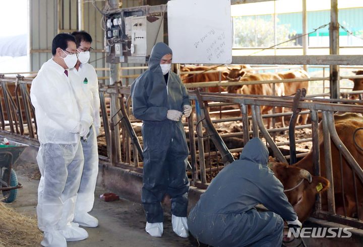 [함평=뉴시스] 이창우 기자=김영록 전남도지사(왼쪽)가 1일 오후 소 바이러스성 질병인 럼피스킨병 방역 현장인 함평군 대동면 덕산리 덕산농장을 방문, 백신접종 과정을 살펴보고 있다. (사진=전남도 제공) 2023.11.01. photo@newsis.com *재판매 및 DB 금지