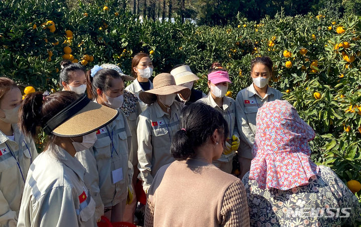 [서귀포=뉴시스] 우장호 기자 = 2023년 11월1일 오후 제주 서귀포시 남원읍 위미리 인근 과수원에서 베트남 남딘성에서 온 외국인 공공형 계절노동자들이 감귤 수확 현장 실습을 하고 있다. 이들은 근로자 오리엔테이션과 교육을 받은 뒤 2일부터 일손이 필요한 농가에 투입된다. (사진=제주위미농협 제공) 2023.11.01. woo1223@newsis.com *재판매 및 DB 금지