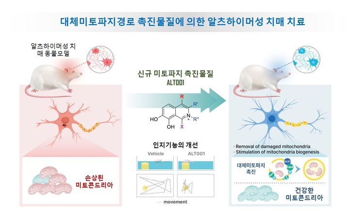 [부산=뉴시스] 동아대학교는 윤진호(의학과)·조종현(의약생명공학과) 교수 공동연구팀이 미토파지를 촉진해 알츠하이머성 치매를 치료할 수 있는 새로운 치료물질 개발에 성공했다고 8일 밝혔다. (사진=동아대 제공) *재판매 및 DB 금지