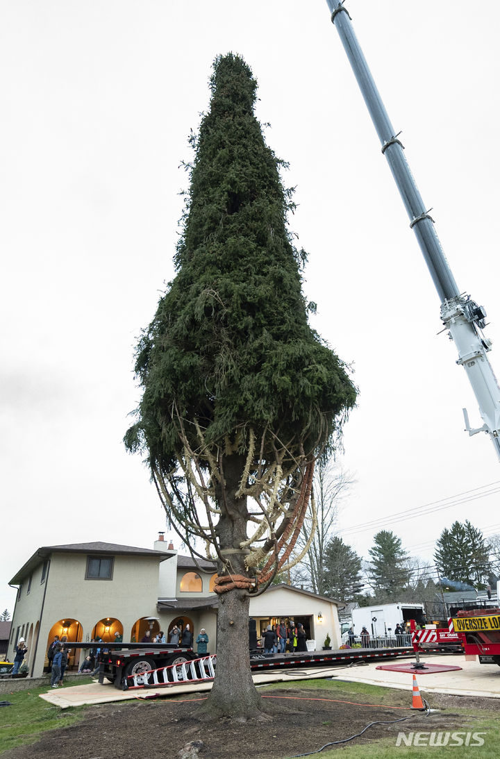 [베스털=AP/뉴시스] 9일(현지시간) 미국 뉴욕의 베스털에서 올해 록펠러 센터에 설치될 크리스마스 트리 나무가 옮겨지고 있다. 이 나무는 높이 약 25m, 무게 12톤의 노르웨이 가문비나무로 오는 11일 록펠러 센터 앞에 설치돼 29일부터 점등된다. 2023.11.10.