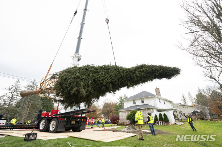 [베스털=AP/뉴시스] 올해 미국 뉴욕의 록펠러 센터 앞에서 크리스마스트리로 사용될 나무가 9일(현지시각) 뉴욕 베스털의 기증자 집에서 트럭에 실리고 있다. 이 나무는 높이 약 25m, 무게 12톤의 노르웨이 가문비나무로 오는 11일 록펠러 센터 앞에 설치돼 29일부터 점등된다. 2023.11.10.