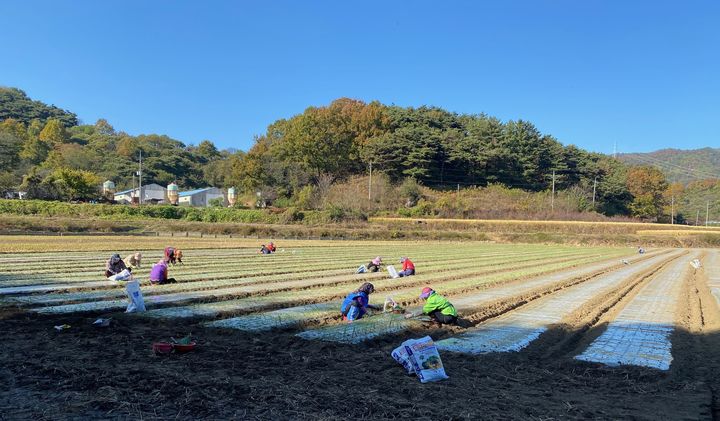 [산청=뉴시스] 산청군청 산청군 농촌인력중개센터, 인력난 해소 *재판매 및 DB 금지 *재판매 및 DB 금지