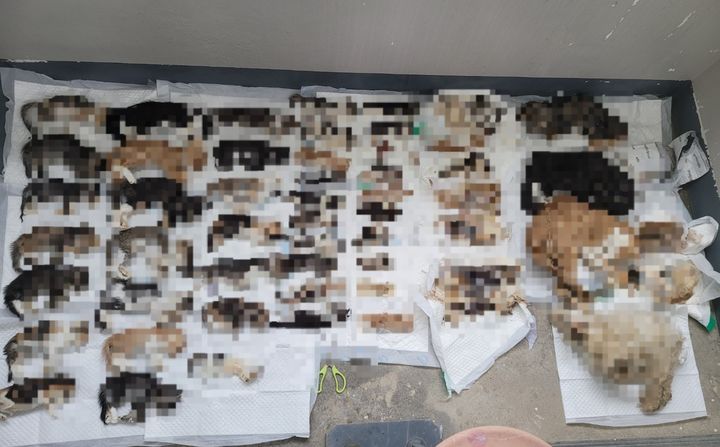 충남 천안시 봉명동 한 가정집에서 발견된 고양이 사체가 500여마리가 발견됐다. 사진=이경미 동물과의아름다운이야기 대표. *재판매 및 DB 금지