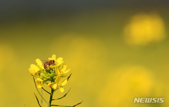 [서귀포=뉴시스] 우장호 기자 = 추위가 물러나고 예년 기온을 회복한 19일 오전 제주 서귀포시 남원읍 휴애리 농장에 활짝 핀 유채꽃 위로 벌들이 부지런히 날아들고 있다. 기상청에 따르면 이날 제주시와 서귀포 성산의 일최고기온은 각각 15.6도와 17.5도를 기록했다. 2023.11.19. woo1223@newsis.com