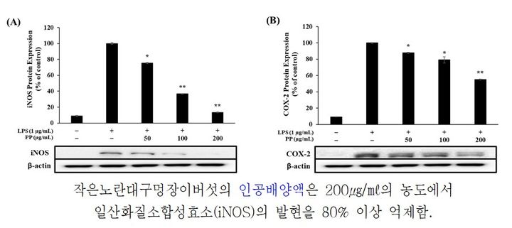 [서울=뉴시스] 작은노란대구멍장이버섯의 항염증 활성 테스트. 2023.11.22. (자료=환경부 제공) *재판매 및 DB 금지