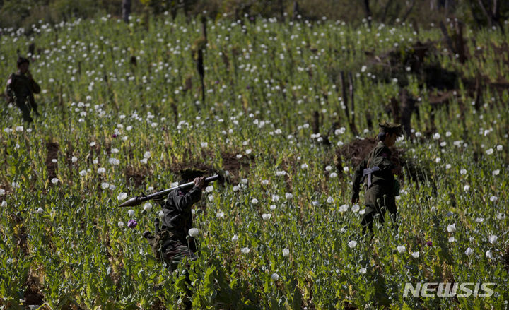 [AP/뉴시스] 최근 북한에서 아편에 중독돼 사망에 이르는 사건이 다수 발생했다고 데일리NK가 22일 보도했다. 사진은 미얀마에 있는 한 양귀비 꽃밭. 2024.04.23.