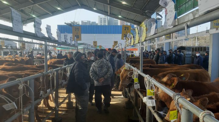 선산 가축시장 재개장 (사진=구미시 제공) *재판매 및 DB 금지