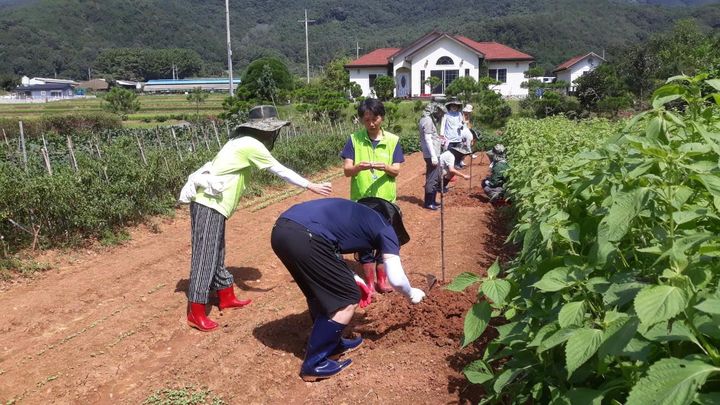 농촌에서 살아보기 참여자들이 농작업 체험에 참여하고 있다. (사진=밀양시 제공) *재판매 및 DB 금지