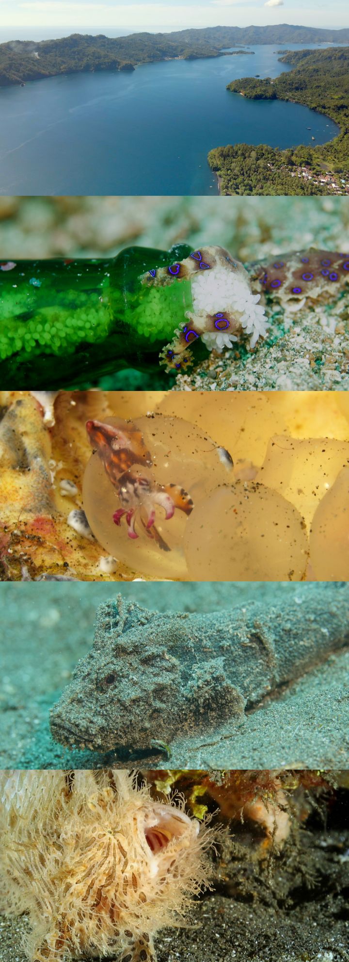 [서울=뉴시스] 내달 1일 오전 10시20분 방송되는 JTBC 신년 특집 다큐멘터리 '렘베 미지의 바다'는 특수한 환경에서 살아남은 희귀한 해양생물들의 특별한 생활방식을 담아냈다. (사진=JTBC 제공) 2023.12.29. photo@newsis.com *재판매 및 DB 금지