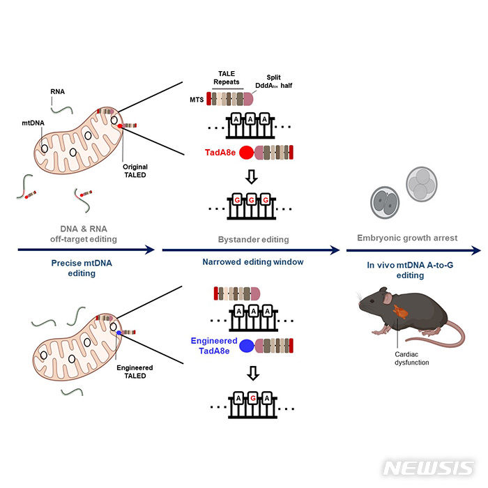 [서울=뉴시스]기존 미토콘드리아 유전자 교정기술인 TALED는 무작위 RNA 및 DNA 변형을 일으켜 생쥐배아에 적용할 경우 비정상적 발달을 하는 반면 연구진이 개량한 TALED-V28R은 무작위 RNA 및 DNA 변형을 줄이고 미토콘드리아 질환모델 개발 성공에 기여했다. (이미지= 고려대의료원 제공) 2024.01.07. photo@newsis.com. 